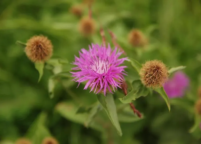 Tetter Guest house 3*